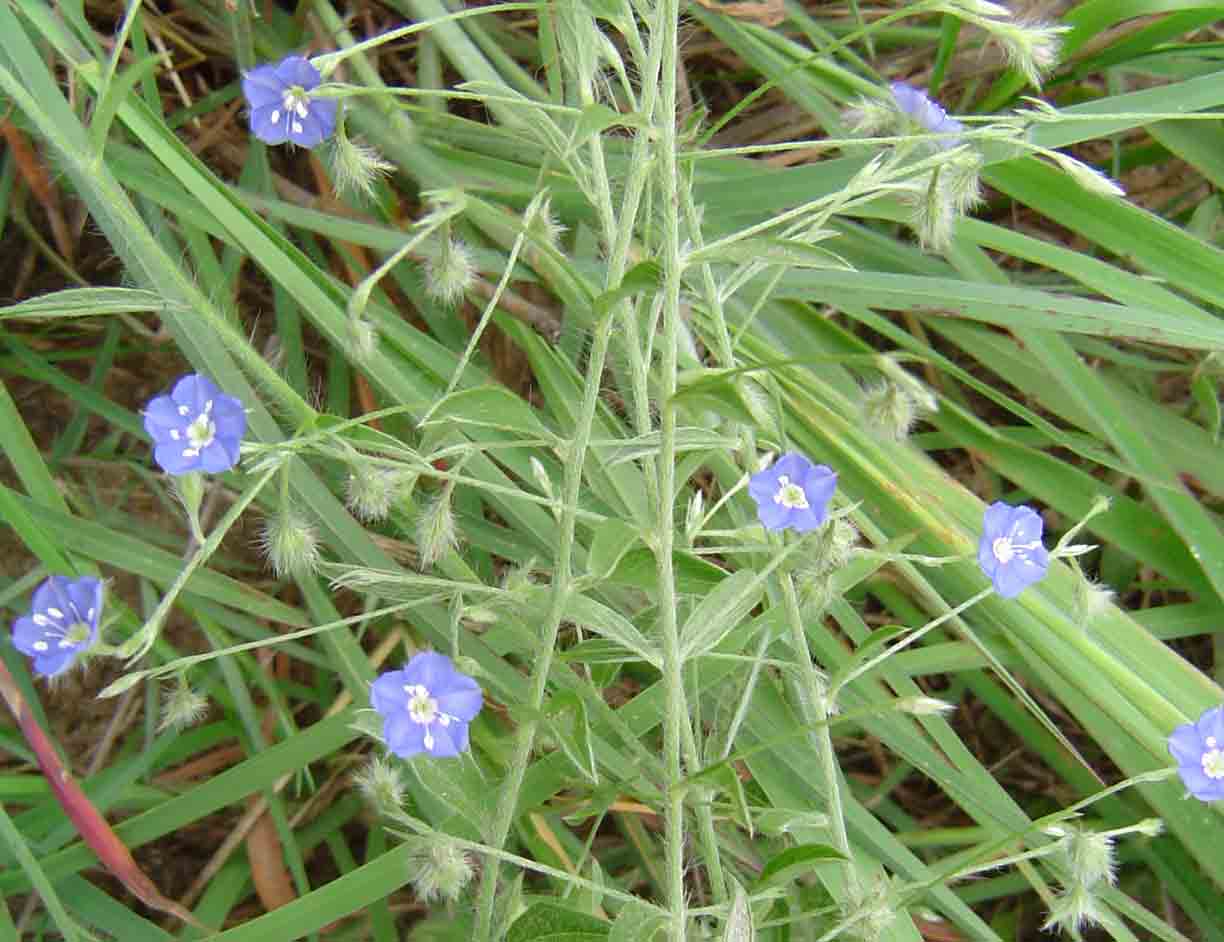 Evolvulus alsinoides var. alsinoides