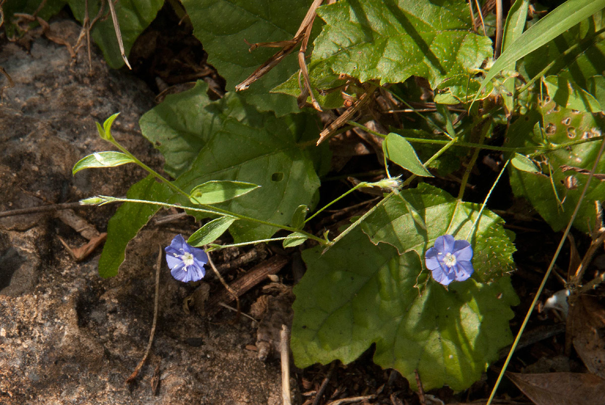 Evolvulus alsinoides var. alsinoides Evolvulus alsinoides var. alsinoides