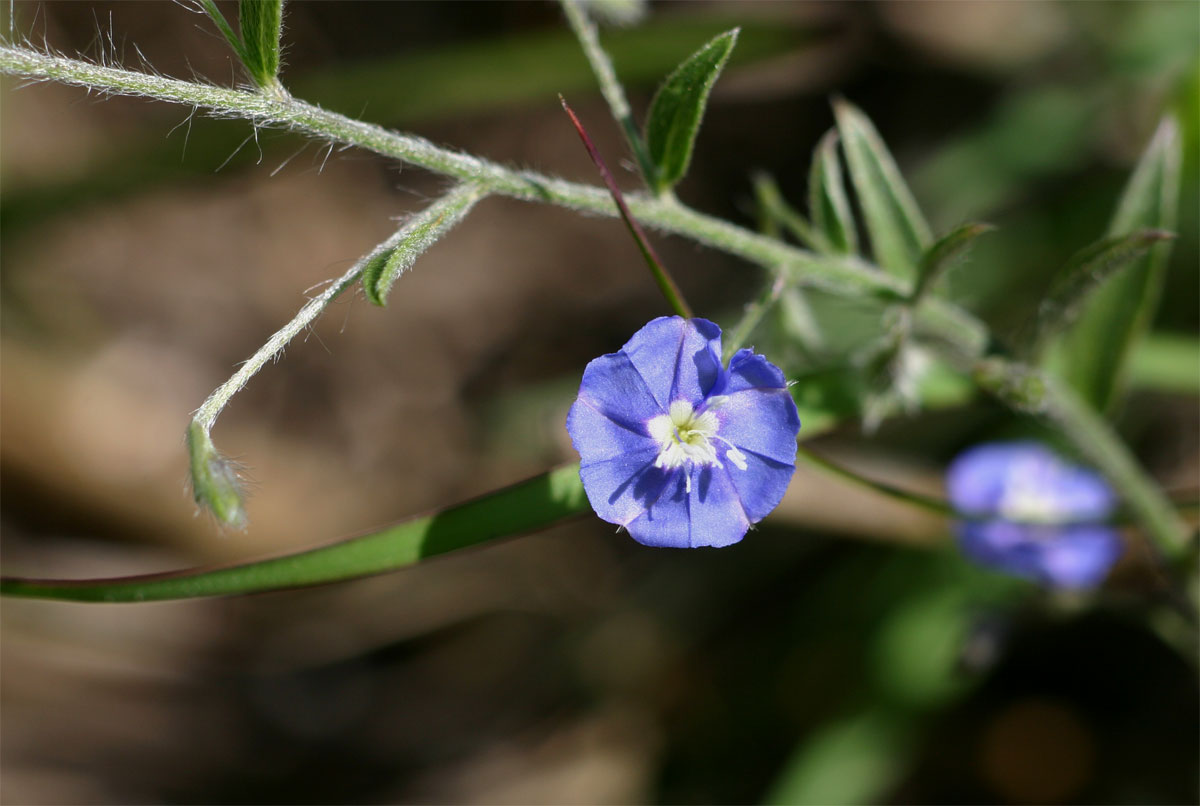 Evolvulus alsinoides var. alsinoides