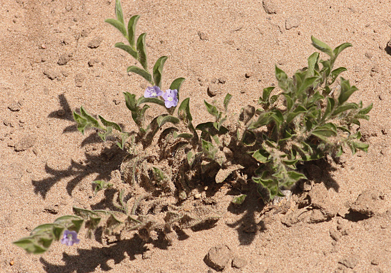 Evolvulus alsinoides var. alsinoides Evolvulus alsinoides var. alsinoides