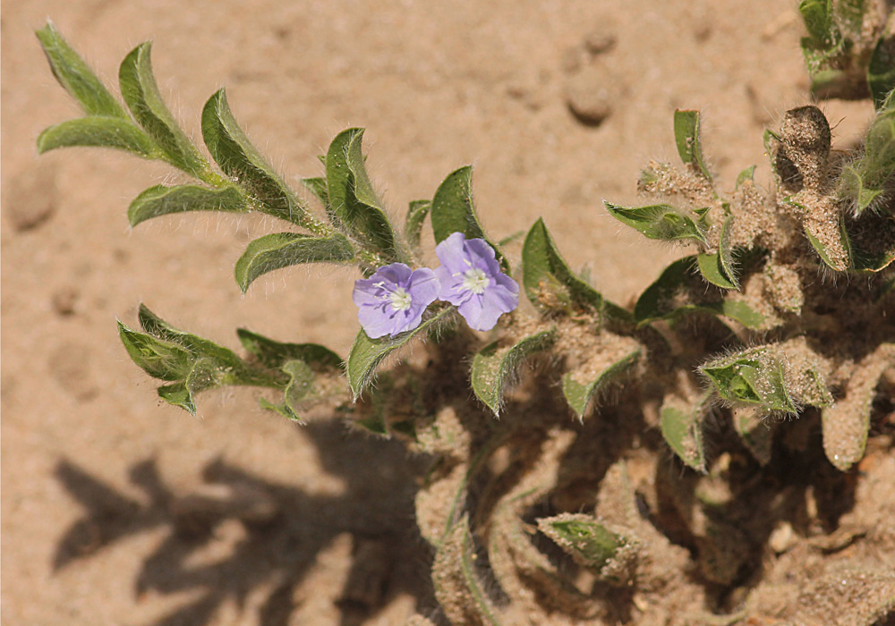 Evolvulus alsinoides var. alsinoides Evolvulus alsinoides var. alsinoides