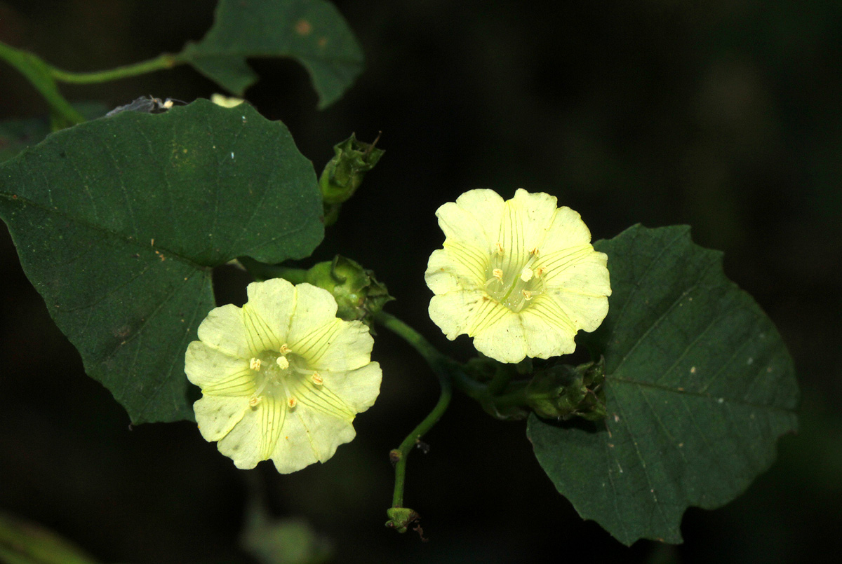 Merremia hederacea
