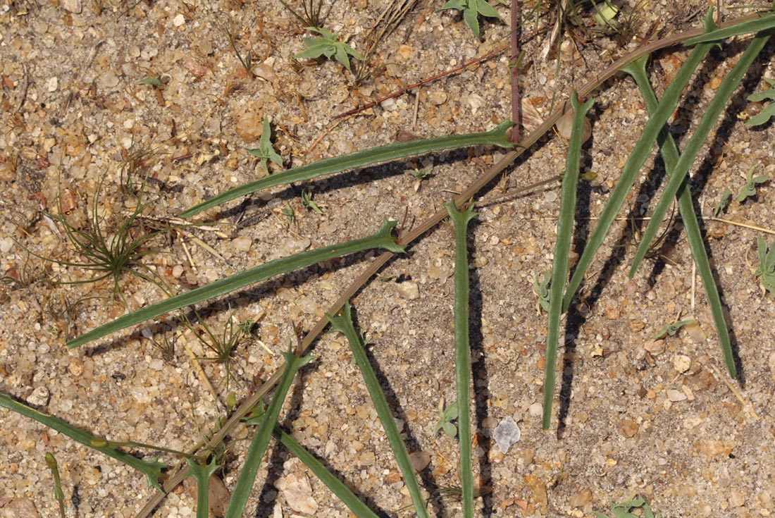 Xenostegia tridentata subsp. angustifolia