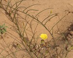 Xenostegia tridentata subsp. angustifolia