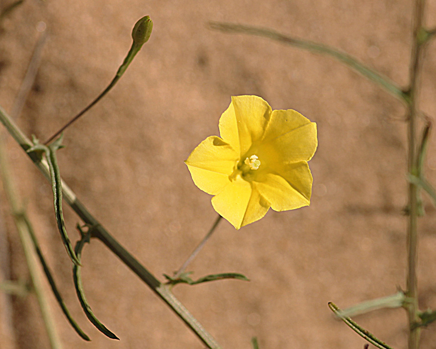 Xenostegia tridentata subsp. angustifolia