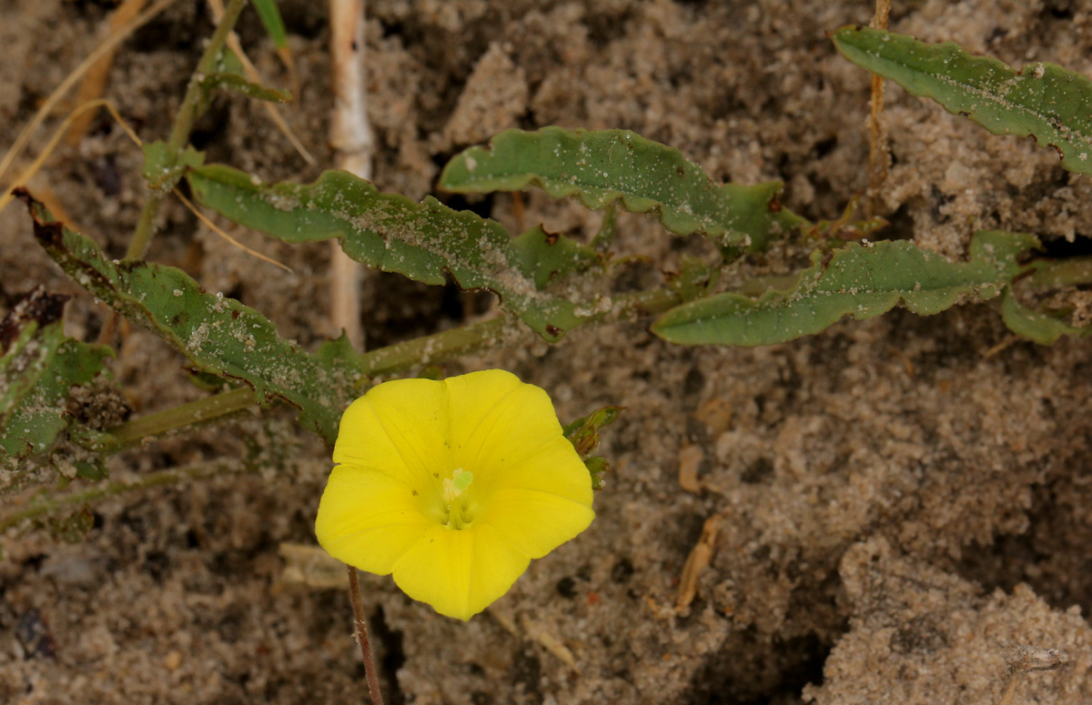 Xenostegia tridentata subsp. angustifolia