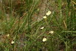 Xenostegia tridentata subsp. angustifolia