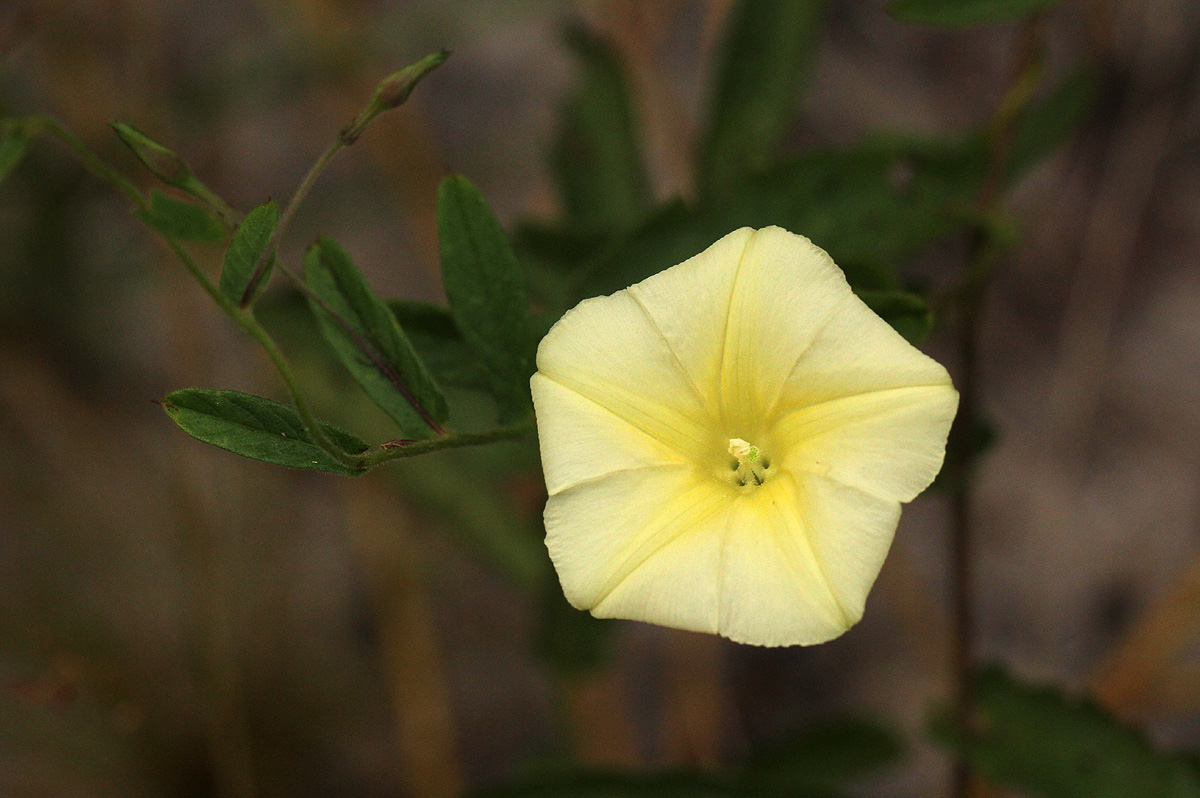 Xenostegia tridentata subsp. angustifolia