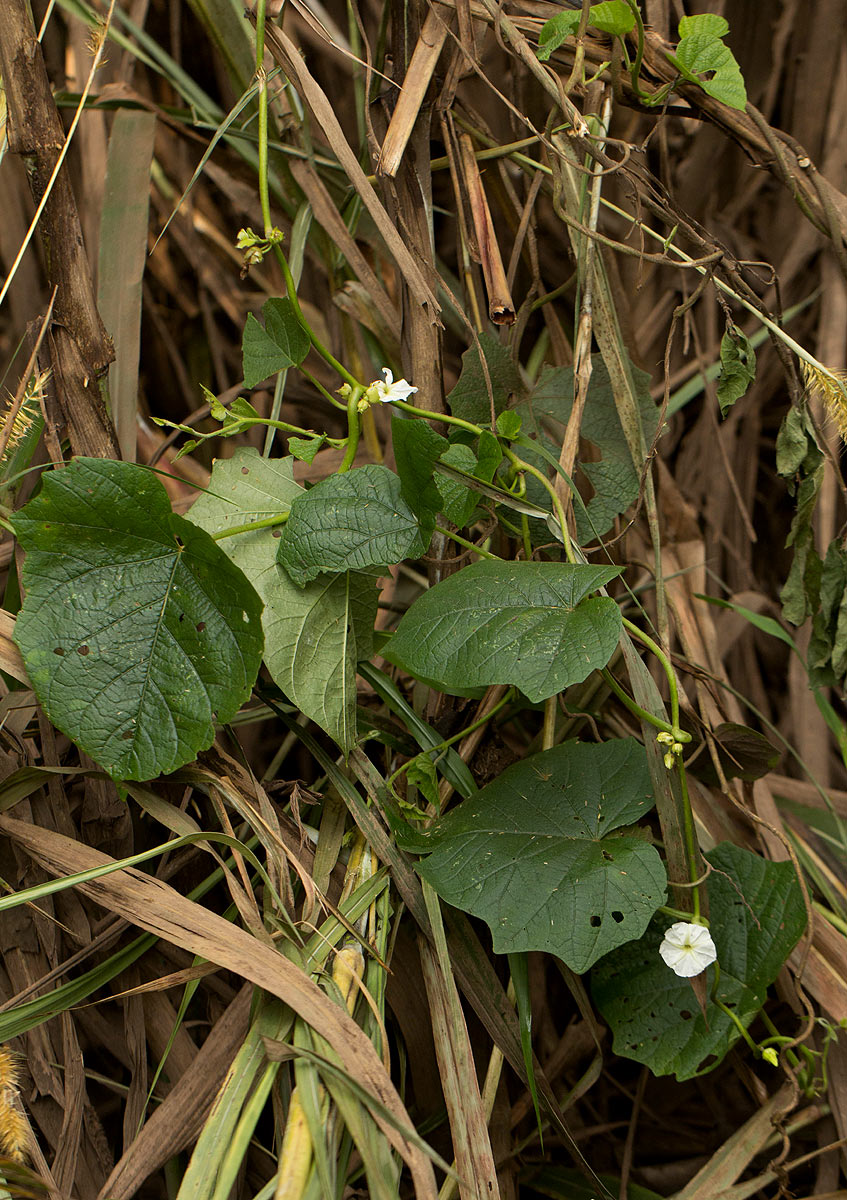 Lepistemon owariensis