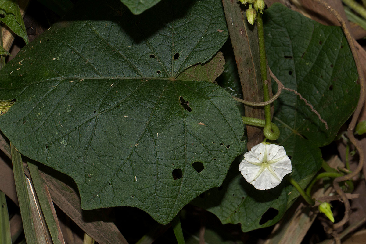 Lepistemon owariensis