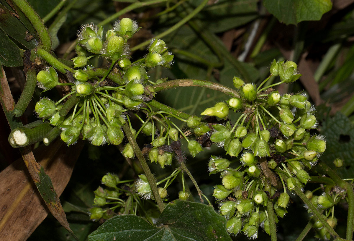 Lepistemon owariensis