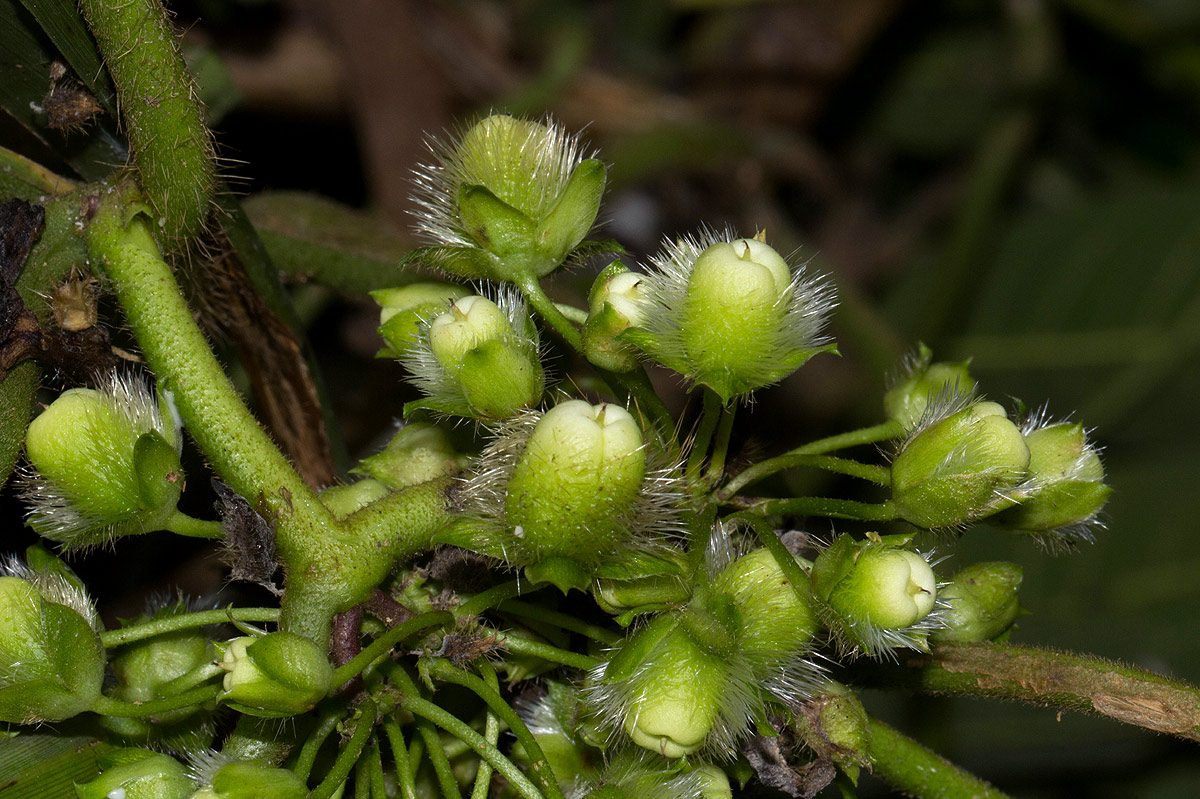 Lepistemon owariensis