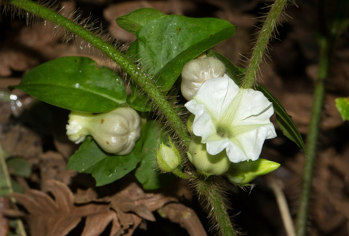 Lepistemon owariensis