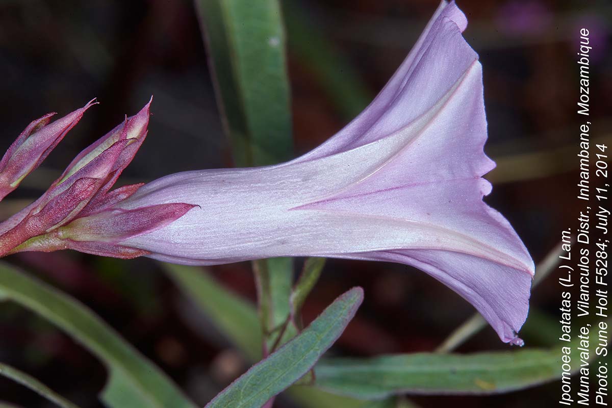 Ipomoea batatas
