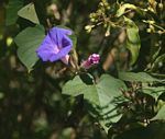 Ipomoea indica