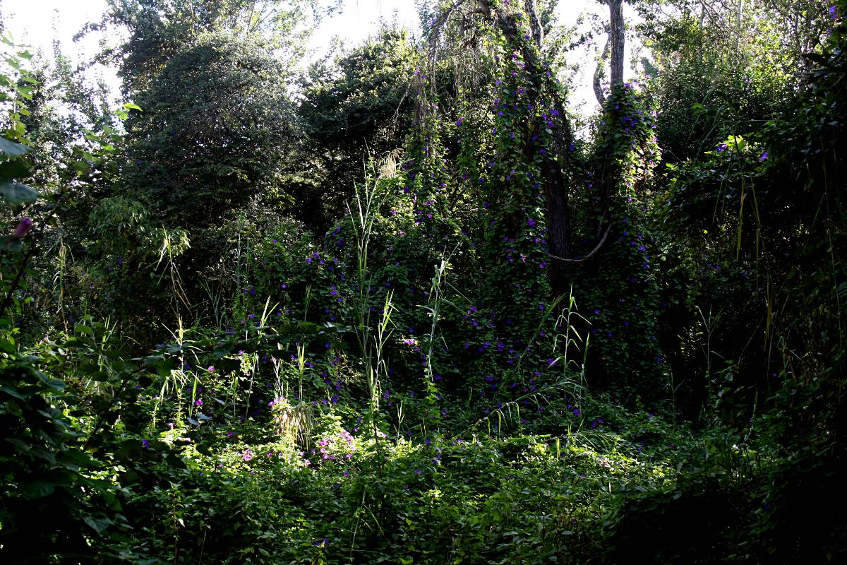 Ipomoea indica Ipomoea indica
