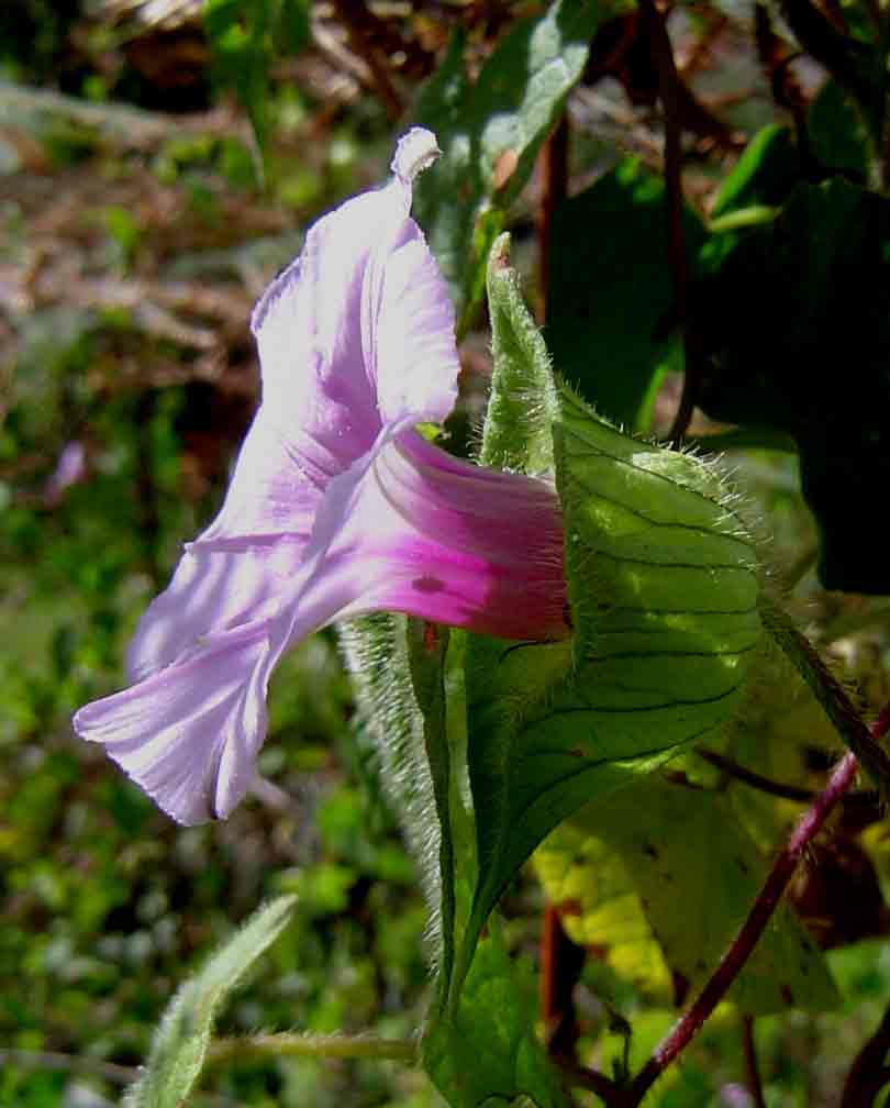 Ipomoea involucrata