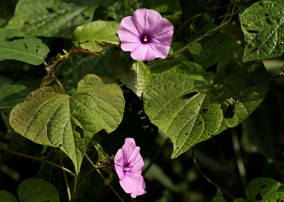 Ipomoea involucrata