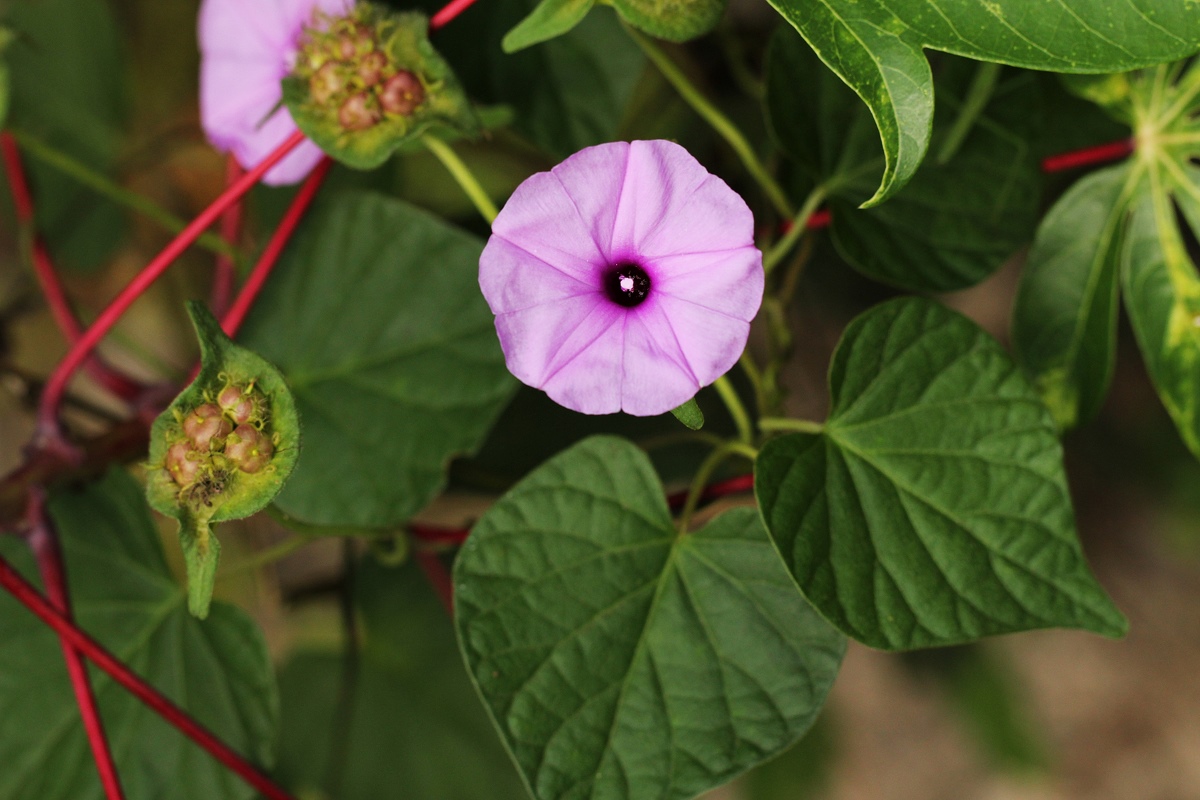 Ipomoea involucrata Ipomoea involucrata