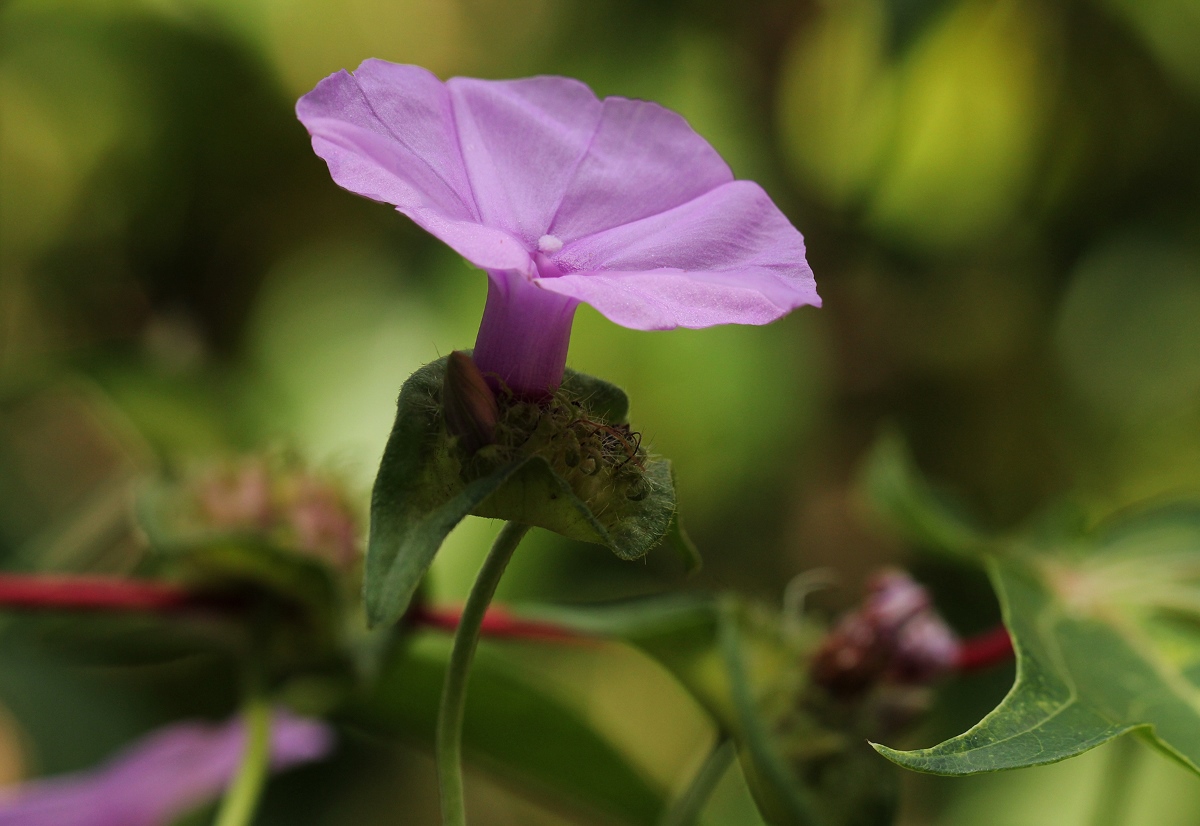 Ipomoea involucrata