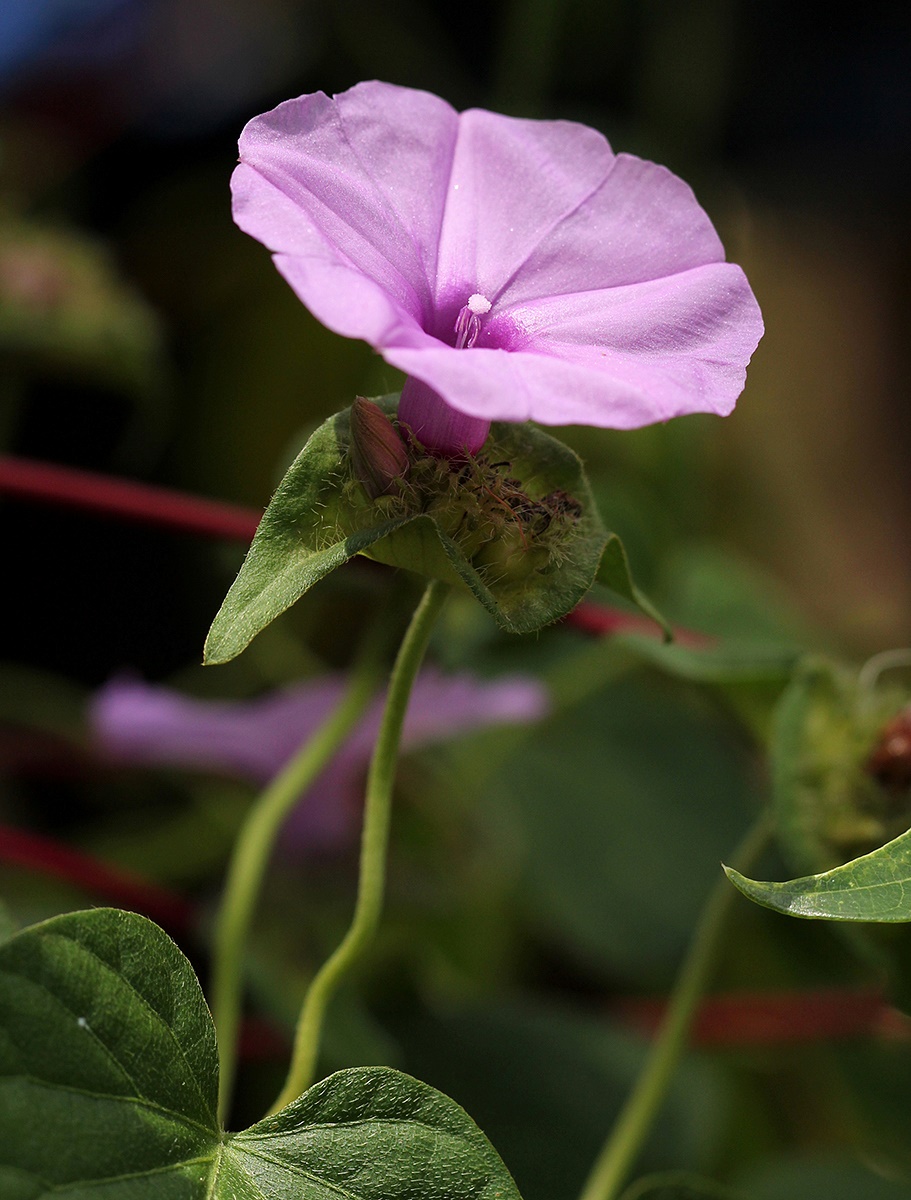 Ipomoea involucrata