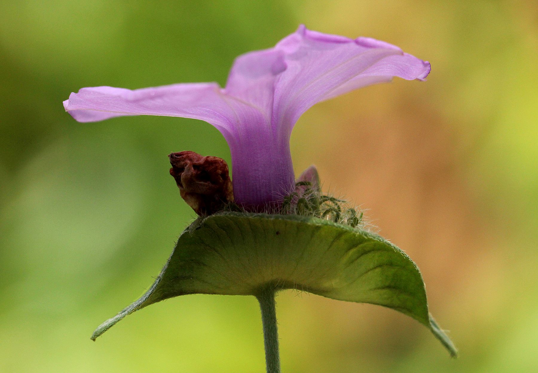 Ipomoea involucrata