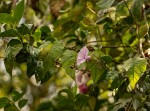 Ipomoea involucrata
