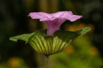 Ipomoea involucrata
