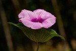 Ipomoea involucrata