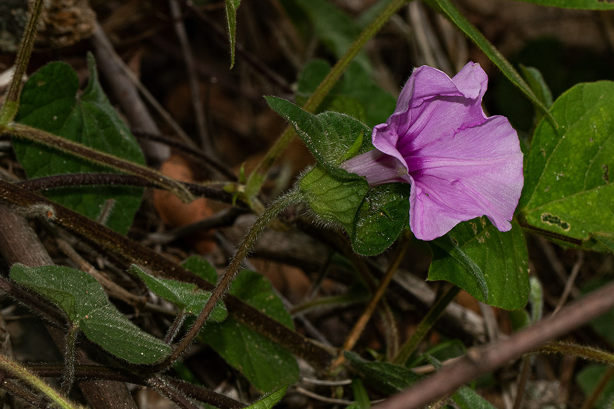 Ipomoea involucrata
