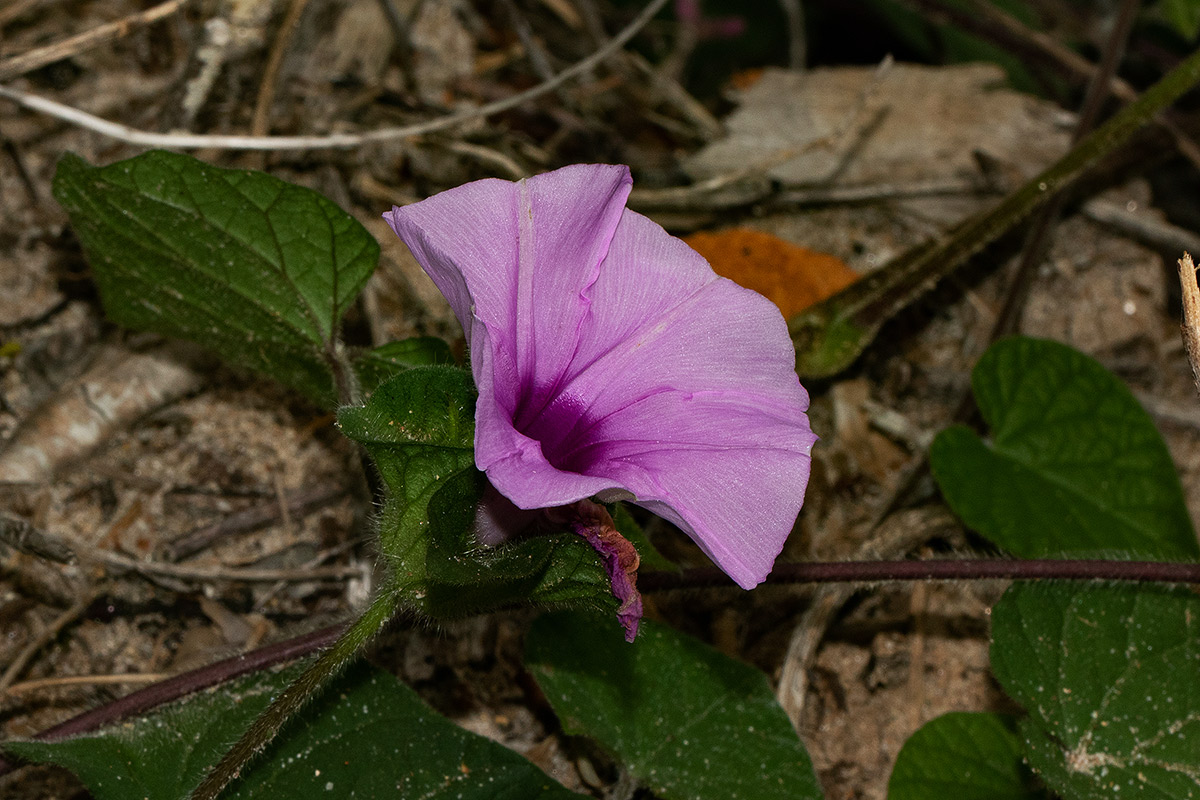 Ipomoea involucrata
