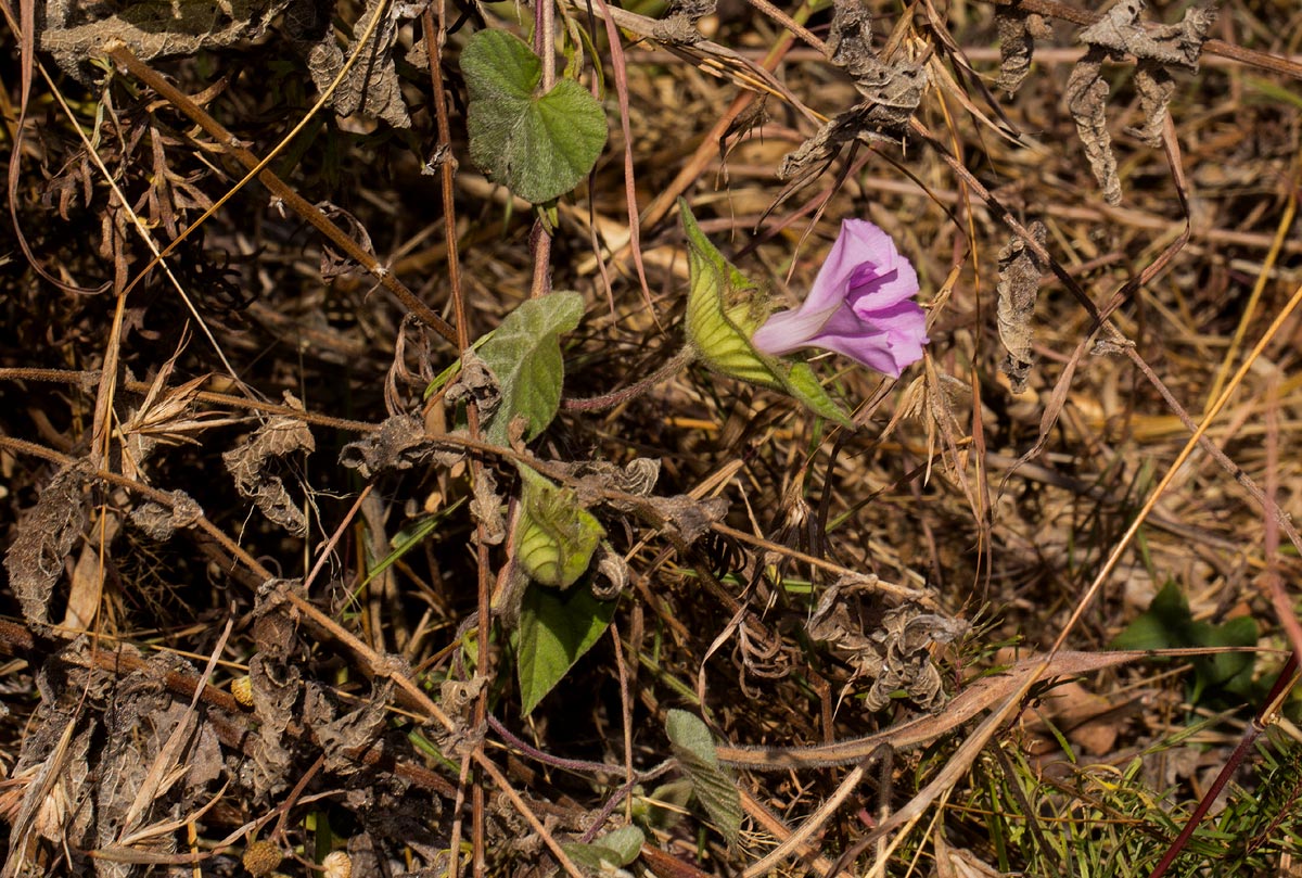 Ipomoea involucrata