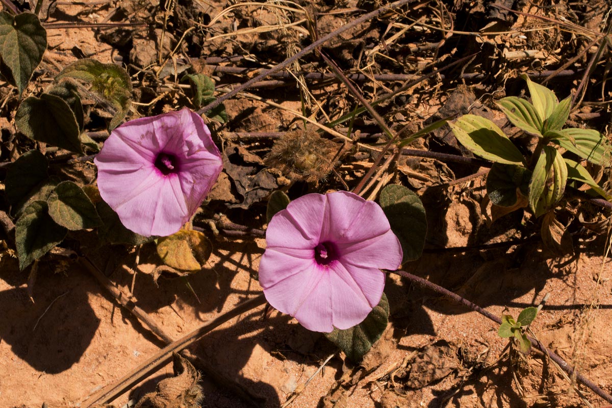 Ipomoea involucrata