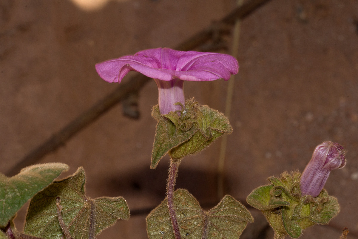 Ipomoea involucrata