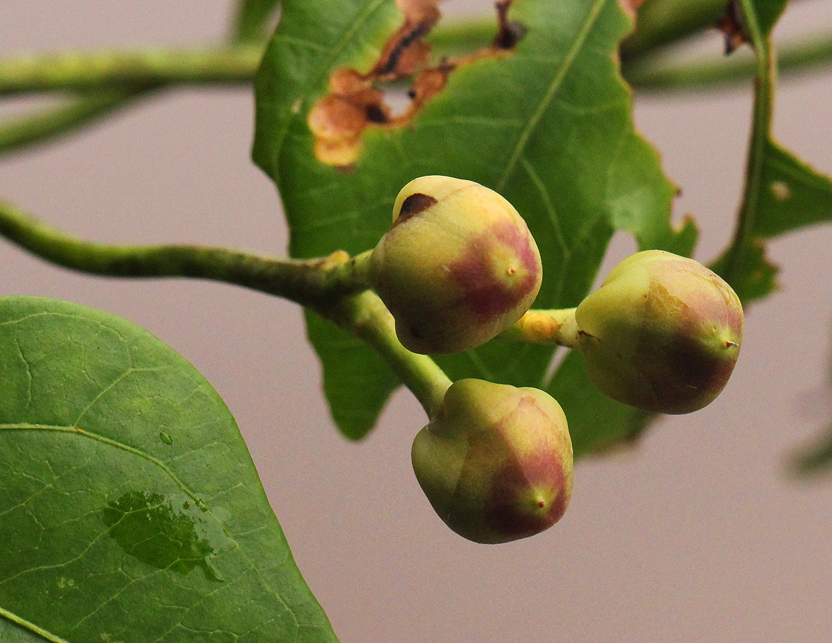 Ipomoea mauritiana