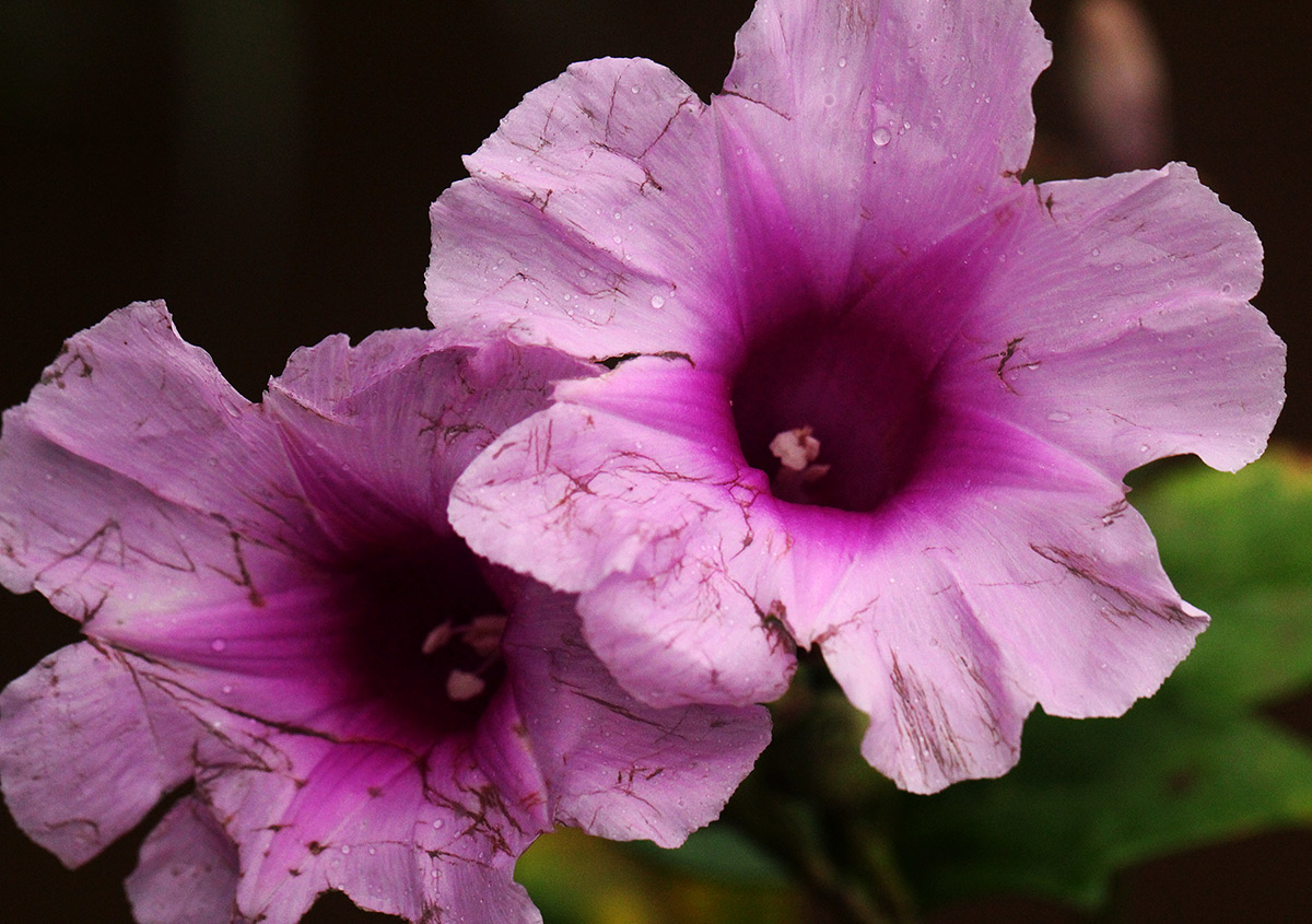 Ipomoea mauritiana