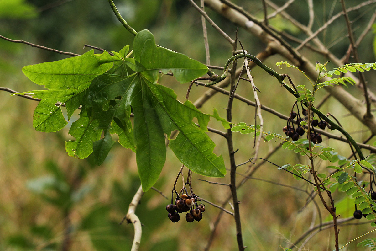 Ipomoea mauritiana Ipomoea mauritiana
