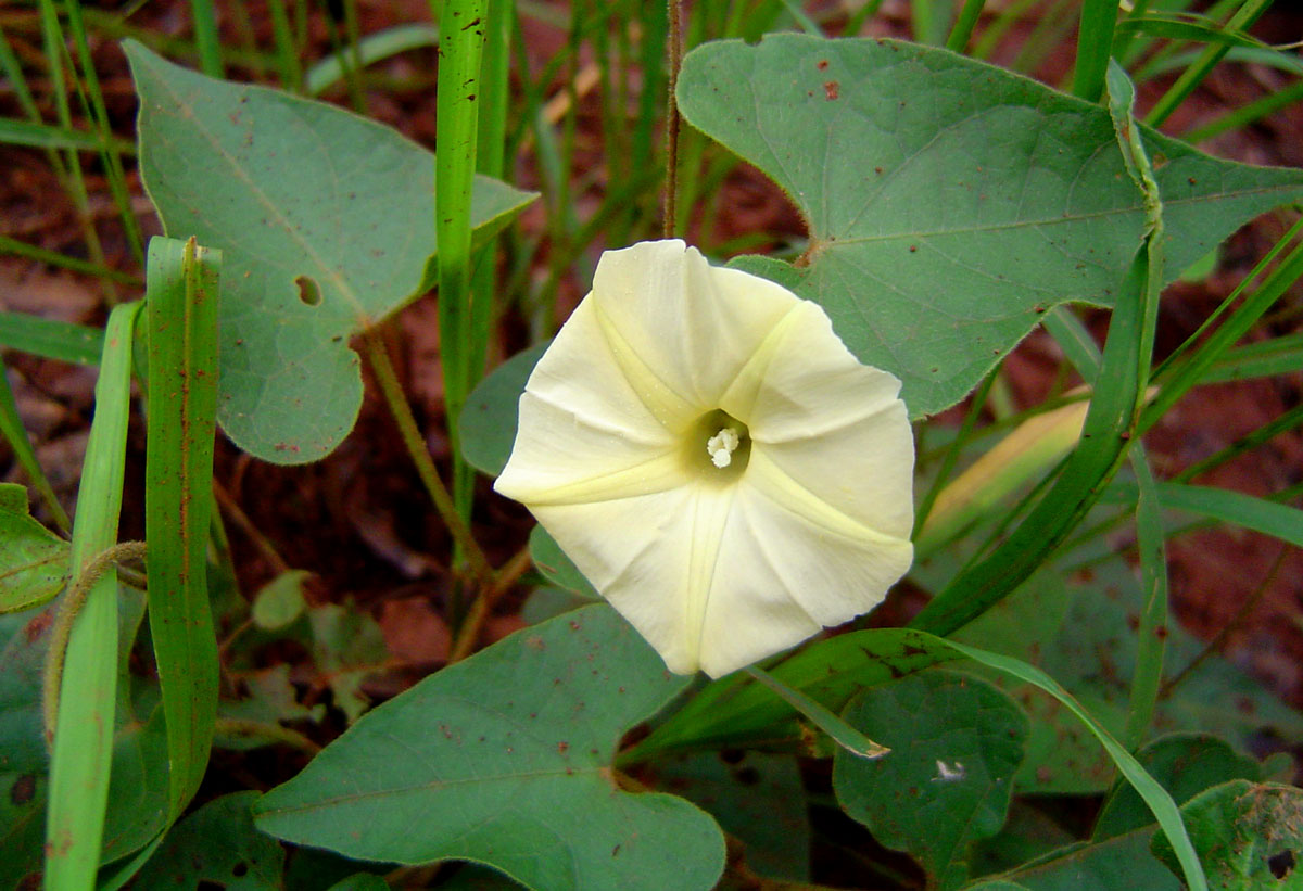 Ipomoea obscura var. obscura Ipomoea obscura var. obscura