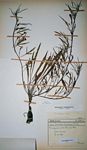 Ipomoea oenotherae var. oenotherae