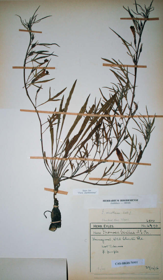 Ipomoea oenotherae var. oenotherae