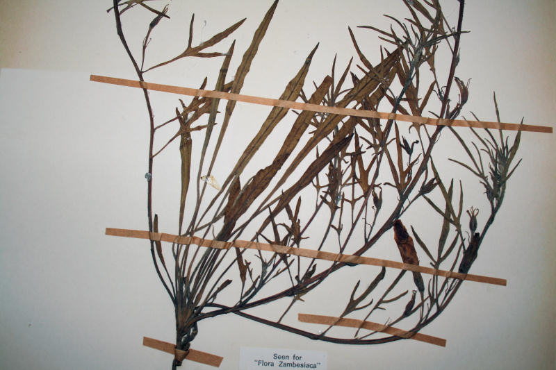 Ipomoea oenotherae var. oenotherae