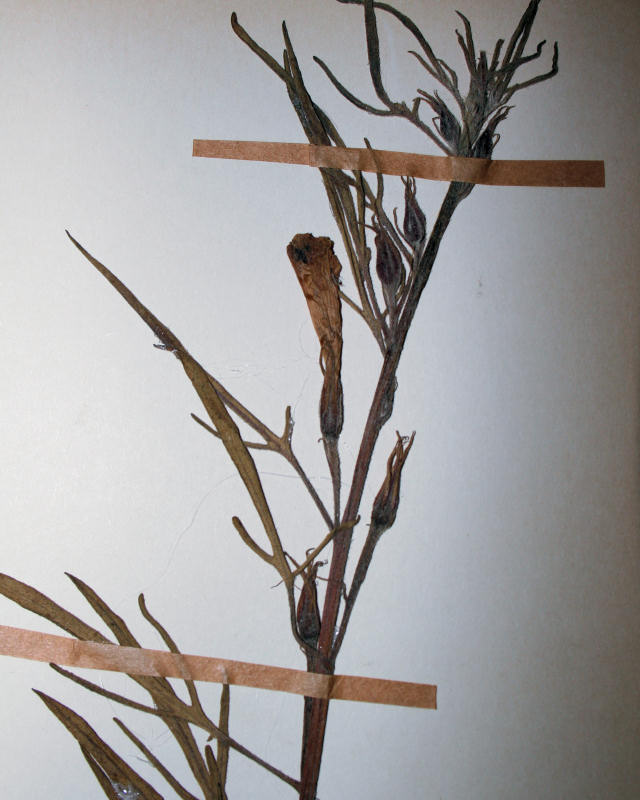 Ipomoea oenotherae var. oenotherae