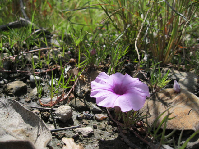 Ipomoea oenotherae var. oenotherae