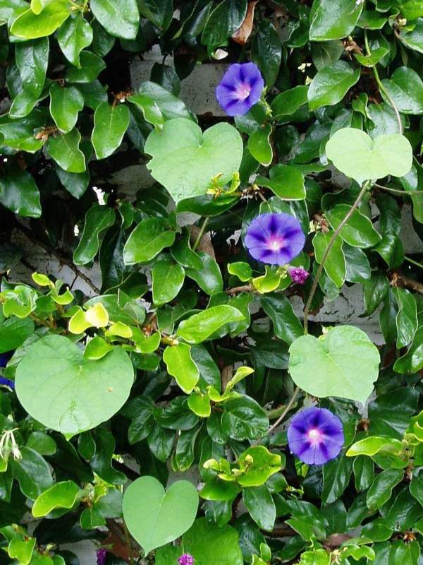Ipomoea purpurea Ipomoea purpurea