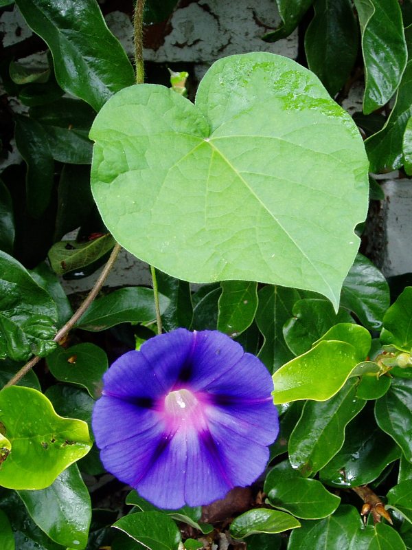 Ipomoea purpurea Ipomoea purpurea