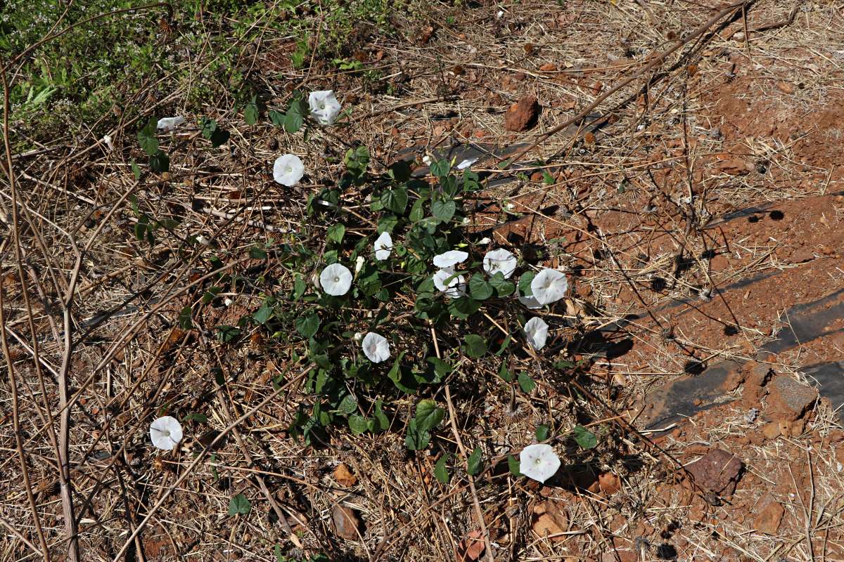 Ipomoea purpurea Ipomoea purpurea