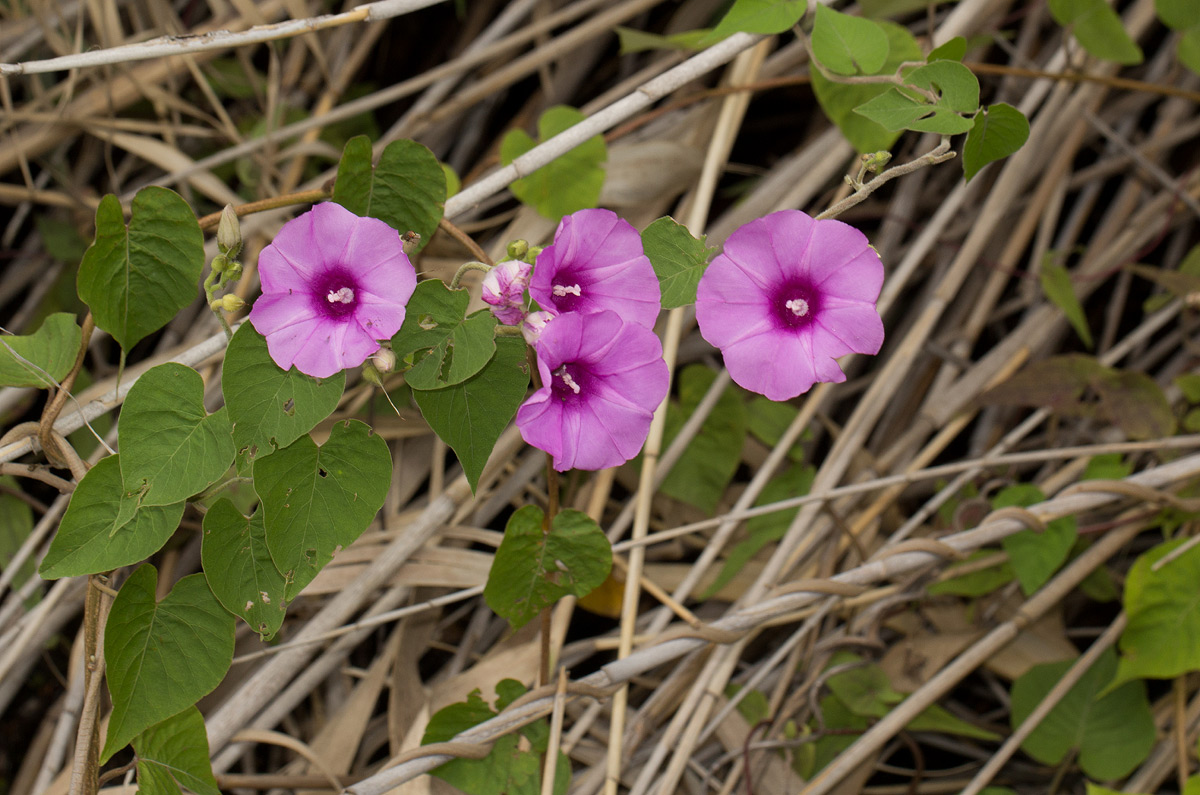 Ipomoea rubens Ipomoea rubens