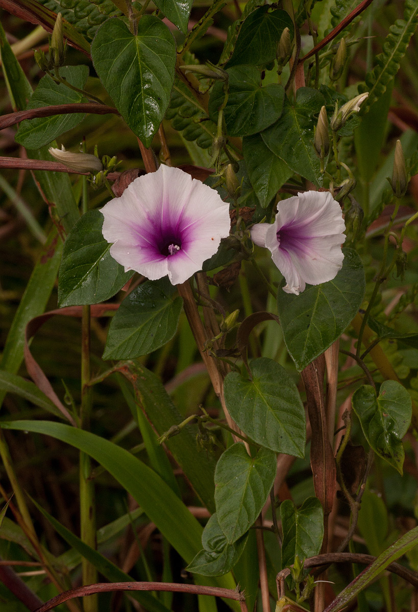 Ipomoea tenuirostris subsp. tenuirostris Ipomoea tenuirostris subsp. tenuirostris
