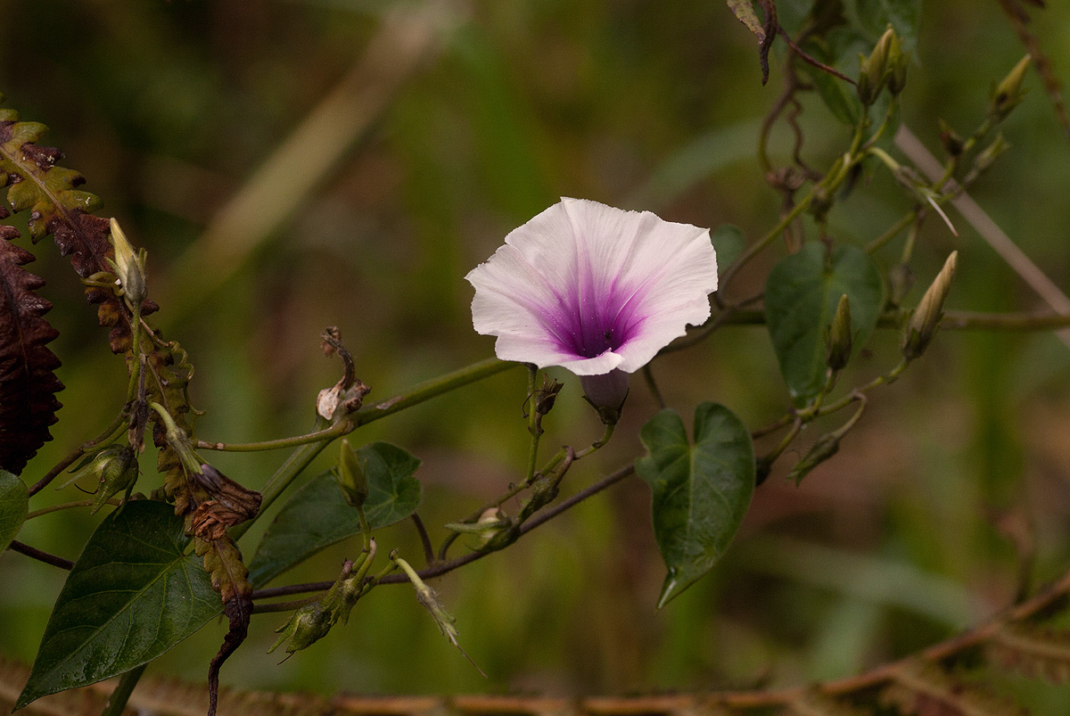 Ipomoea tenuirostris subsp. tenuirostris Ipomoea tenuirostris subsp. tenuirostris