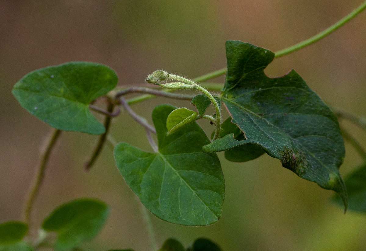 Ipomoea tenuirostris subsp. tenuirostris Ipomoea tenuirostris subsp. tenuirostris